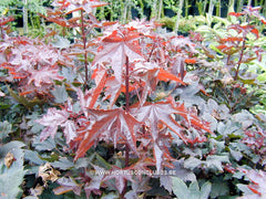 Acer platanoides 'Faassen's Black Pyramid' - Sierboom - Hortus Conclusus  - 5