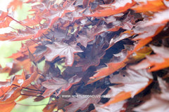 Acer platanoides 'Faassen's Black Pyramid' - Sierboom - Hortus Conclusus  - 7