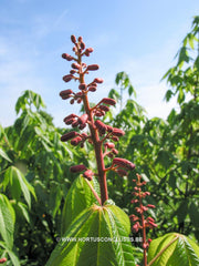 Aesculus x neglecta var. georgiana - Sierboom - Hortus Conclusus  - 3