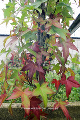 Liquidambar styraciflua 'Slender Silhouette' - Sierboom - Hortus Conclusus  - 4