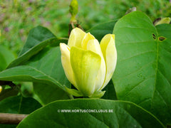 Magnolia acuminata 'Large Yellow' - Sierboom - Hortus Conclusus  - 4