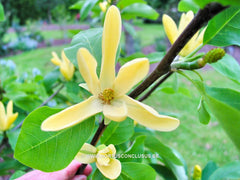 Magnolia acuminata 'Large Yellow' - Sierboom - Hortus Conclusus  - 9