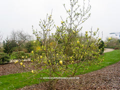 Magnolia 'Butterflies' - Sierboom - Hortus Conclusus  - 4