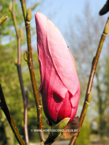 Magnolia 'Philip Tregunna'