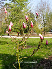 Magnolia 'Philip Tregunna' - Sierboom - Hortus Conclusus  - 2