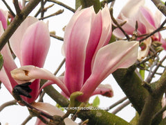 Magnolia 'Pickard's Schmetterling' - Sierboom - Hortus Conclusus  - 4