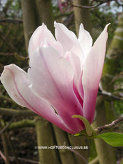 Magnolia 'Pickard's Schmetterling' - Sierboom - Hortus Conclusus  - 5