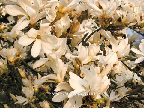 Magnolia 'Pickard's Stardust'