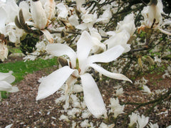 Magnolia 'Pickard's Stardust' - Sierboom - Hortus Conclusus  - 7