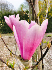 Magnolia 'Raspberry Ice' - Heester - Hortus Conclusus  - 3