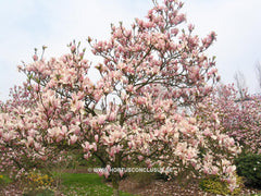 Magnolia 'Raspberry Ice' - Heester - Hortus Conclusus  - 9