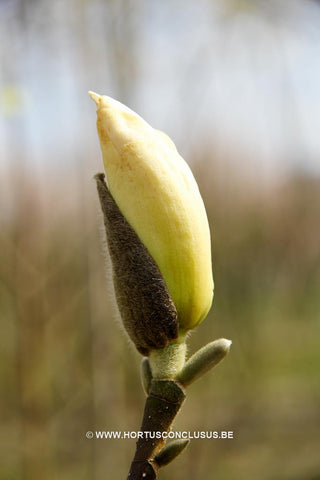 Magnolia 'Royal Flush'