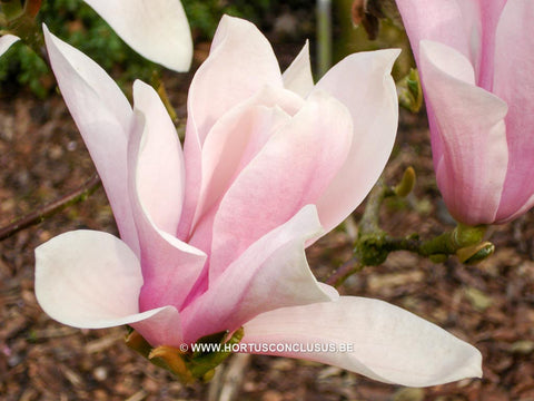 Magnolia 'Sayonara'