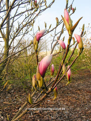 Magnolia 'Sentinel' - Sierboom - Hortus Conclusus  - 2