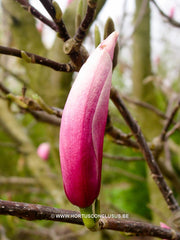 Magnolia 'Sentinel' - Sierboom - Hortus Conclusus  - 4