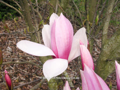 Magnolia 'Sentinel' - Sierboom - Hortus Conclusus  - 7