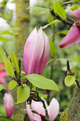 Magnolia 'Sentinel' - Sierboom - Hortus Conclusus  - 9