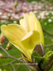 Magnolia 'Stellar Aclaim' - Heester - Hortus Conclusus  - 1