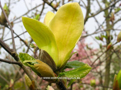 Magnolia 'Stellar Aclaim' - Heester - Hortus Conclusus  - 3