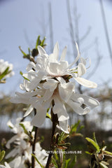 Magnolia stellata 'Centennial' - Heester - Hortus Conclusus  - 3
