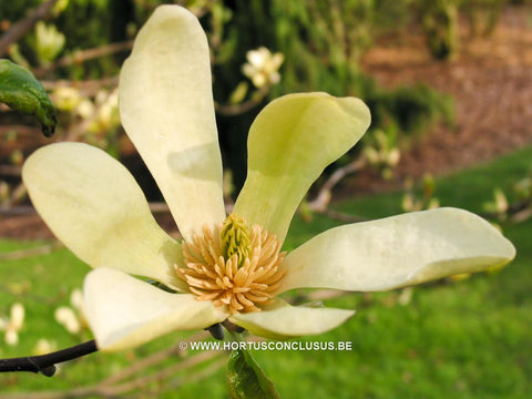 Magnolia 'Sunburst'