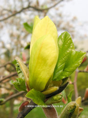 Magnolia 'Sunray' - Sierboom - Hortus Conclusus  - 3