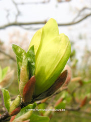 Magnolia 'Sunray' - Sierboom - Hortus Conclusus  - 4