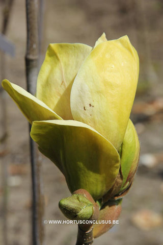 Magnolia 'Sunsation'