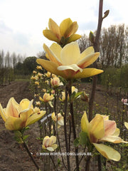 Magnolia 'Sunsation' - Sierboom - Hortus Conclusus  - 3