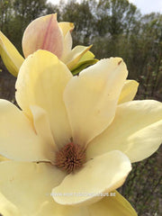 Magnolia 'Sunsation' - Sierboom - Hortus Conclusus  - 4