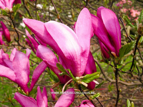 Magnolia 'Susan'