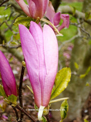 Magnolia 'Susan' - Sierboom - Hortus Conclusus  - 8