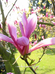 Magnolia 'Susan' - Sierboom - Hortus Conclusus  - 10