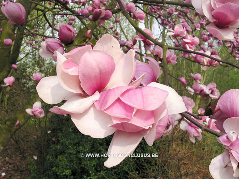 Magnolia 'Sweet Sixteen'