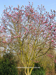 Magnolia 'Sweet Sixteen' - Sierboom - Hortus Conclusus  - 2