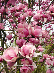 Magnolia 'Sweet Sixteen' - Sierboom - Hortus Conclusus  - 3