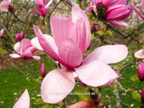 Magnolia 'Tiffany'