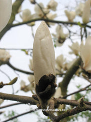 Magnolia 'Tina Durio' - Sierboom - Hortus Conclusus  - 5