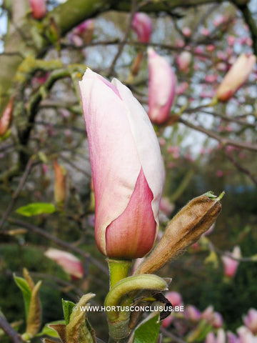 Magnolia 'Todd Gresham'