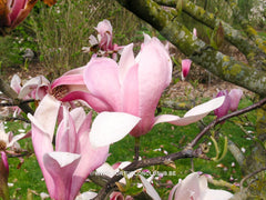 Magnolia 'Tonia' - Sierboom - Hortus Conclusus  - 5