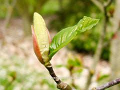 Magnolia 'Tranquility' - Sierboom - Hortus Conclusus  - 2