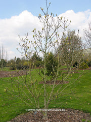 Magnolia 'Tranquility' - Sierboom - Hortus Conclusus  - 3