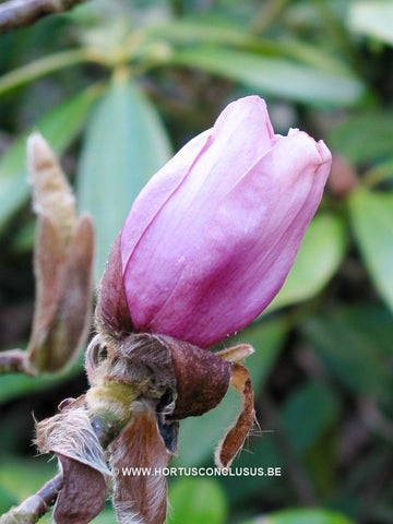 Magnolia 'Vulcan'