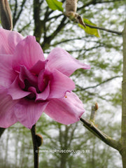 Magnolia 'Vulcan' - Sierboom - Hortus Conclusus  - 6