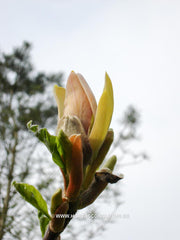 Magnolia x brooklynensis 'Moon Spire' - Sierboom - Hortus Conclusus  - 5