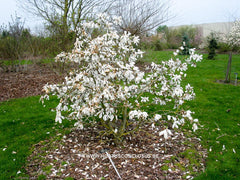 Magnolia x kewensis 'Parson's Clone' - Sierboom - Hortus Conclusus  - 4