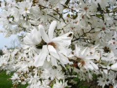 Magnolia x loebneri 'Spring Joy' - Heester - Hortus Conclusus  - 5