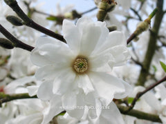 Magnolia x loebneri 'Spring Joy' - Heester - Hortus Conclusus  - 6