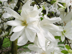 Magnolia x loebneri 'Spring Snow' - Heester - Hortus Conclusus  - 1