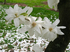 Magnolia x loebneri 'Spring Snow' - Heester - Hortus Conclusus  - 2